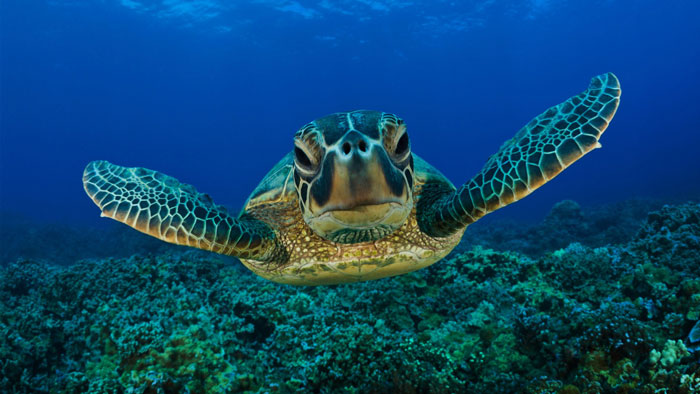 Tartaruga