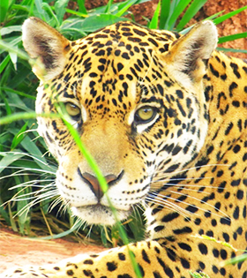 Fauna na Serra do Japi