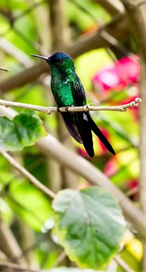 Fauna e Flora na Serra do Japi