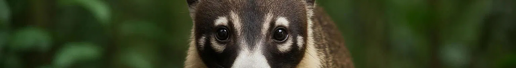 Coati Jundiaí, Quem Somos